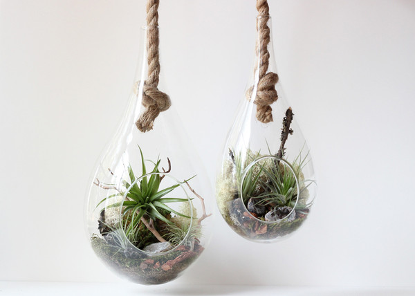 large-hanging-terrariums-with-rope_grande