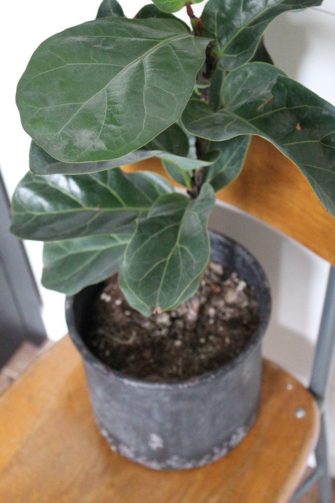 Master Bathroom Renovation- How to achieve a farmhouse style bathroom- farmhouse style- bathroom- remodeled bathroom- farmhouse bathroom- cement tile- copper accents- farmhouse style- bathroom update- bathroom reveal- bath