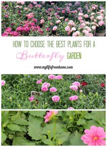 How to Choose the Best Plants for a Butterfly Garden | My Life From Home