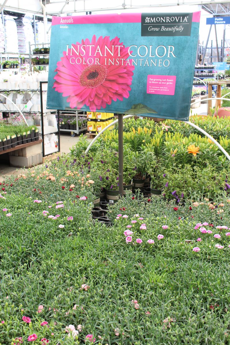 How to Choose the Best Plants for a Butterfly Garden My Life From Home