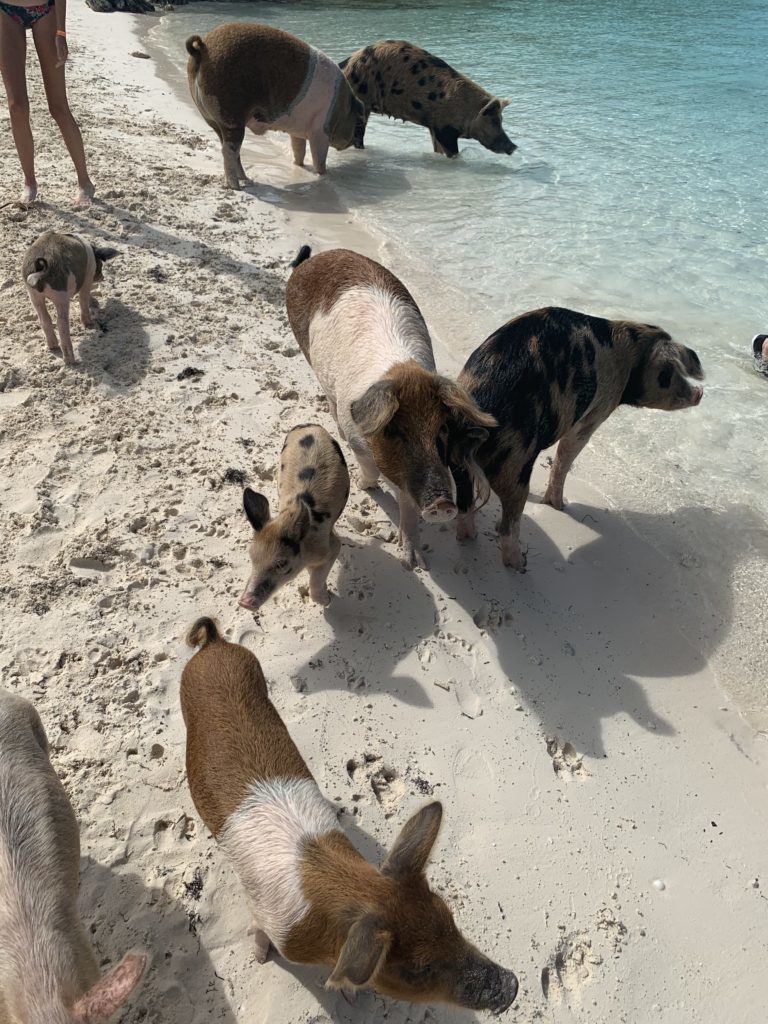 Exuma- Bahamas- swimming with the pigs- swimming pigs- vacation- family vacation- trip- beaches- Caribbean- Grand Isle Resort- Coco Plum Beach, ocean- beach swing- Exuma pigs