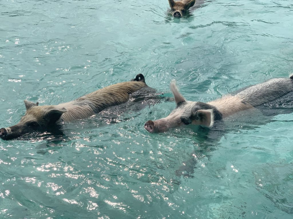 Exuma- Bahamas- swimming with the pigs- swimming pigs- vacation- family vacation- trip- beaches- Caribbean- Grand Isle Resort- Coco Plum Beach, ocean- beach swing- Exuma pigs
