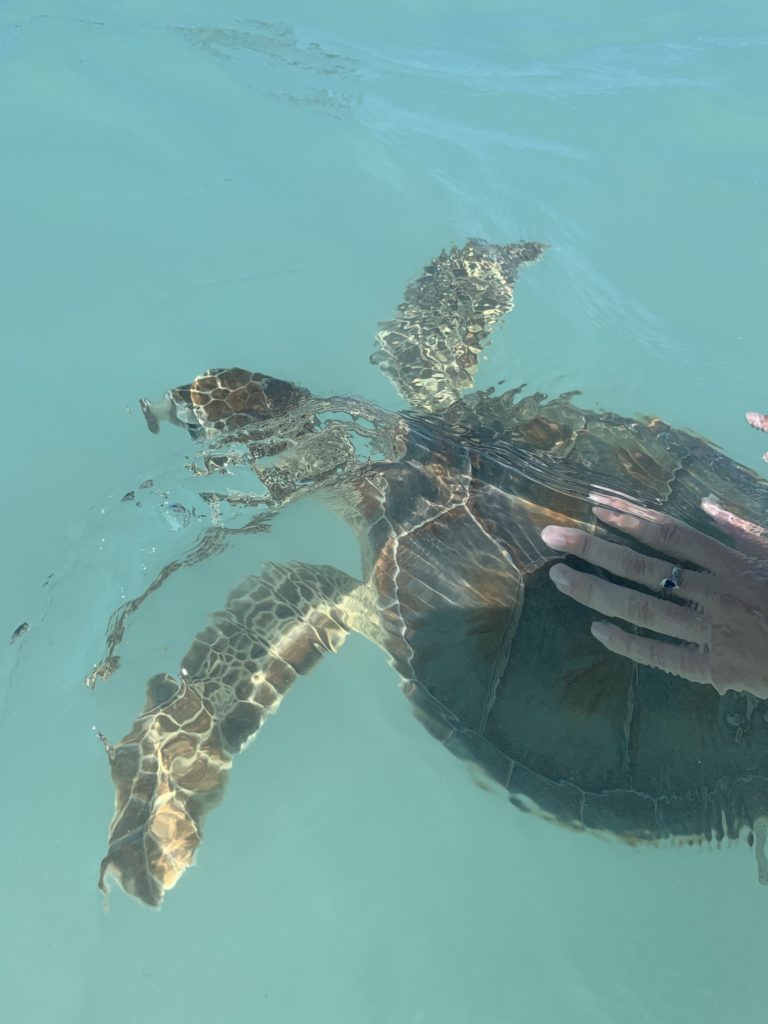 Exuma- Bahamas- swimming with the pigs- swimming pigs- vacation- family vacation- trip- beaches- Caribbean- Grand Isle Resort- Coco Plum Beach, ocean- beach swing- sea turtles