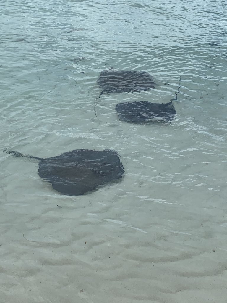 Exuma- Bahamas- swimming with the pigs- swimming pigs- vacation- family vacation- trip- beaches- Caribbean- Grand Isle Resort- trip report- Chat N Chill, Stingrays