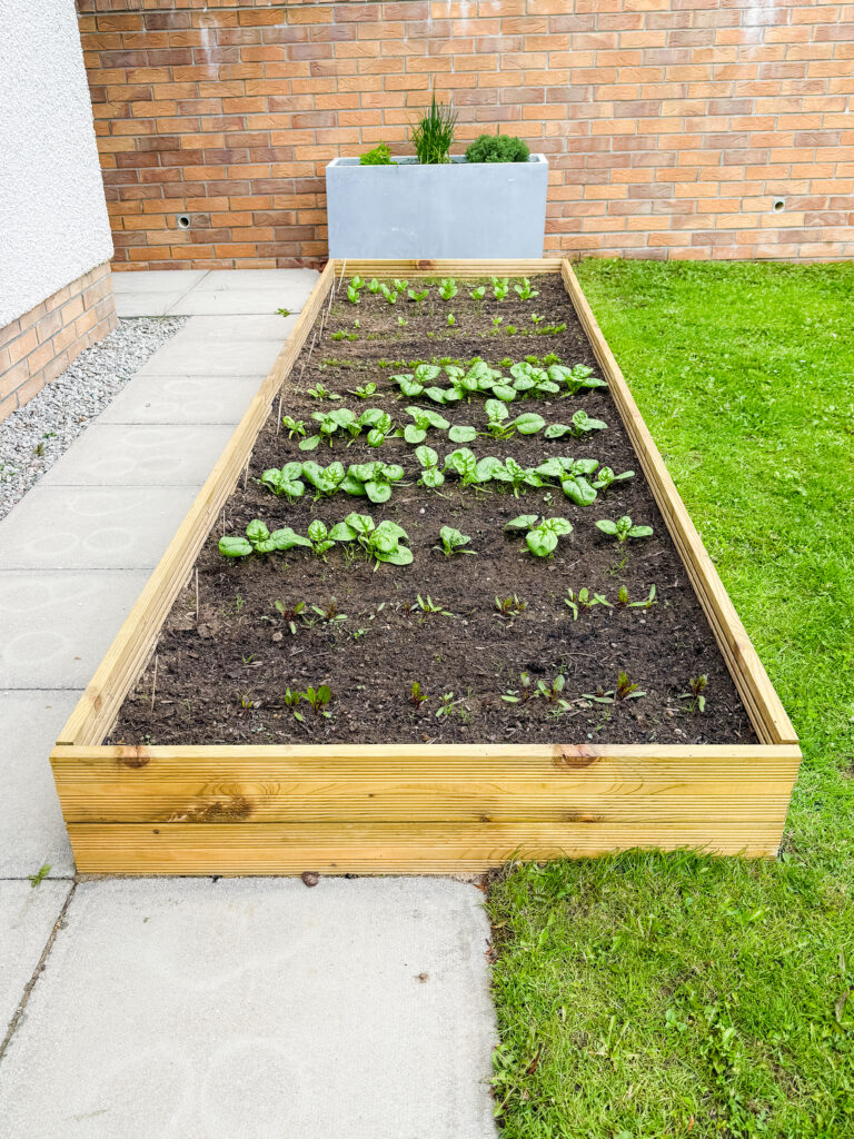 A homemade vegetable planter successfully growing vegetables from seeds