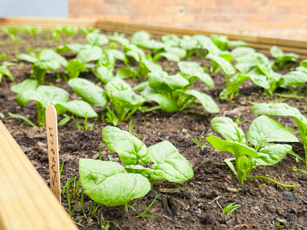 Spinach growing in a DIY decking board planter