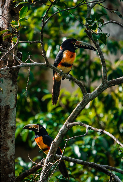 Two brightly coloured birds perched in the trees at Cachito de Cielo Tulum, spotted in the jungle grounds of the property