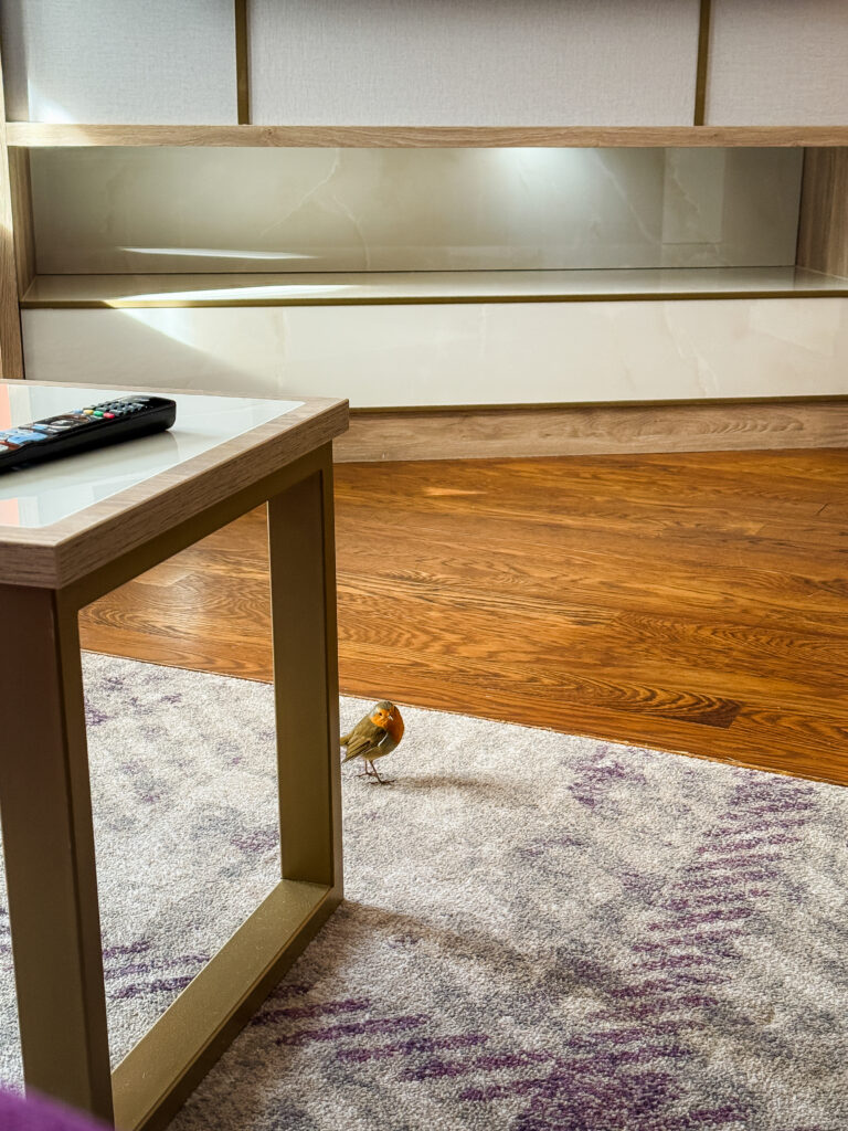 A robin redbreast inside a Craigendarroch hotel suite after hopping in through the open balcony door