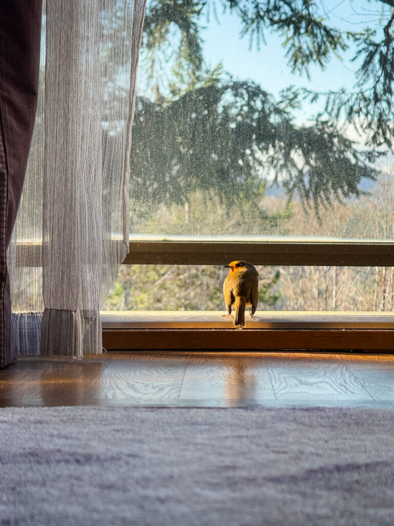 A robin perched on the open balcony door frame of a Craigendarroch suite, with pine trees and blue sky visible outside