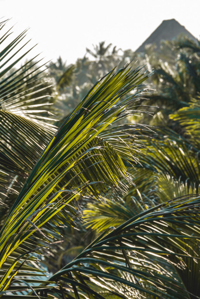 Lush palm fronds and a thatched roof glimpsed through the Tulum jungle canopy