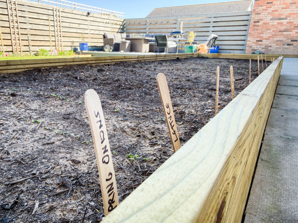 A long timber raised garden bed with wooden markers for spring onions and lettuce in fresh soil.