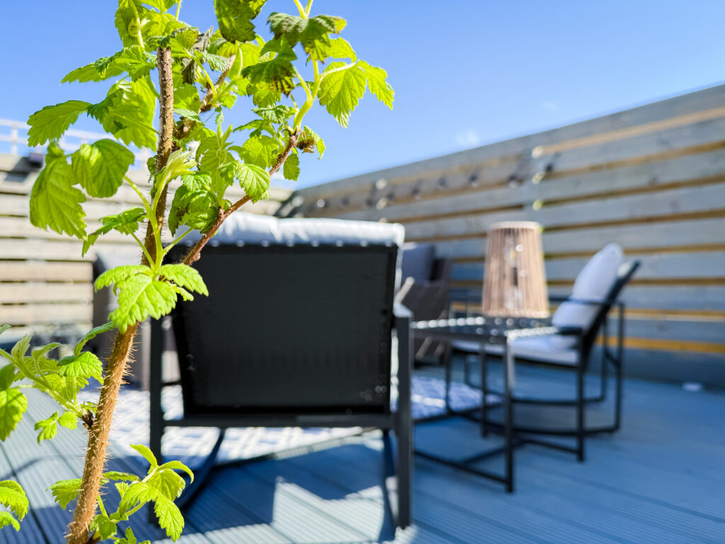 Close-up of a young raspberry plant in a pot with the blurred background of a sunny garden deck.