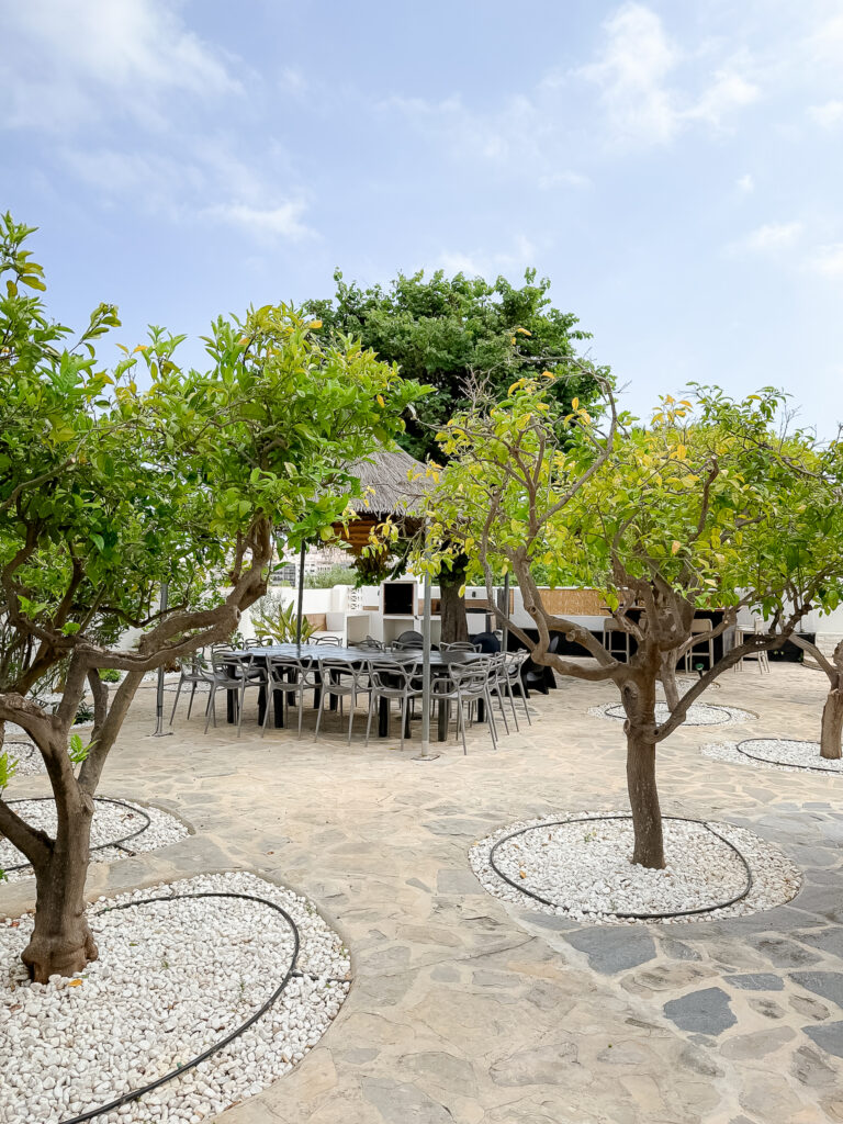 A sun-drenched patio featuring young lemon trees in circular pebble beds, leading toward an outdoor dining area with a thatched umbrella.