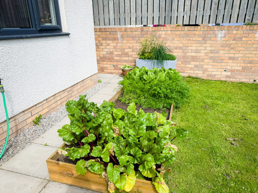 overgrown vegetable patch
