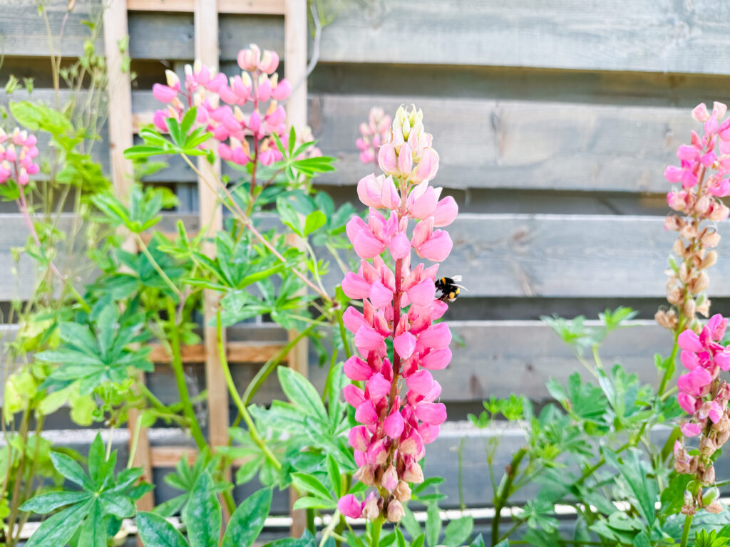 pink lupins with a bumblebee