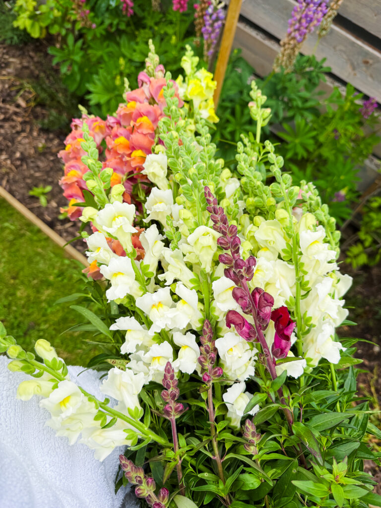 a large harvest of snapdragons